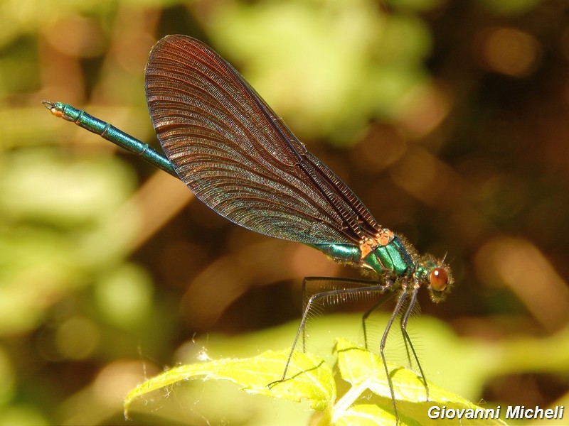 Calopteryx virgo